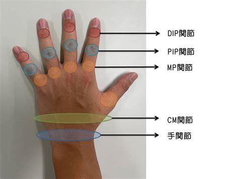 手指第一指節|指の第一関節とは？痛みの原因と対処法を徹底解説｜ 